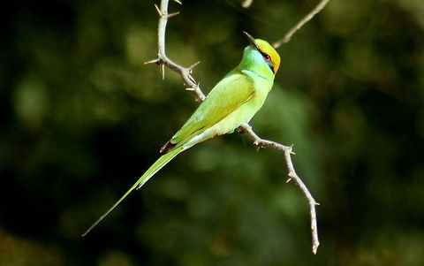 Green Bee-eater  Green Bee-eater,Merops orientalis
