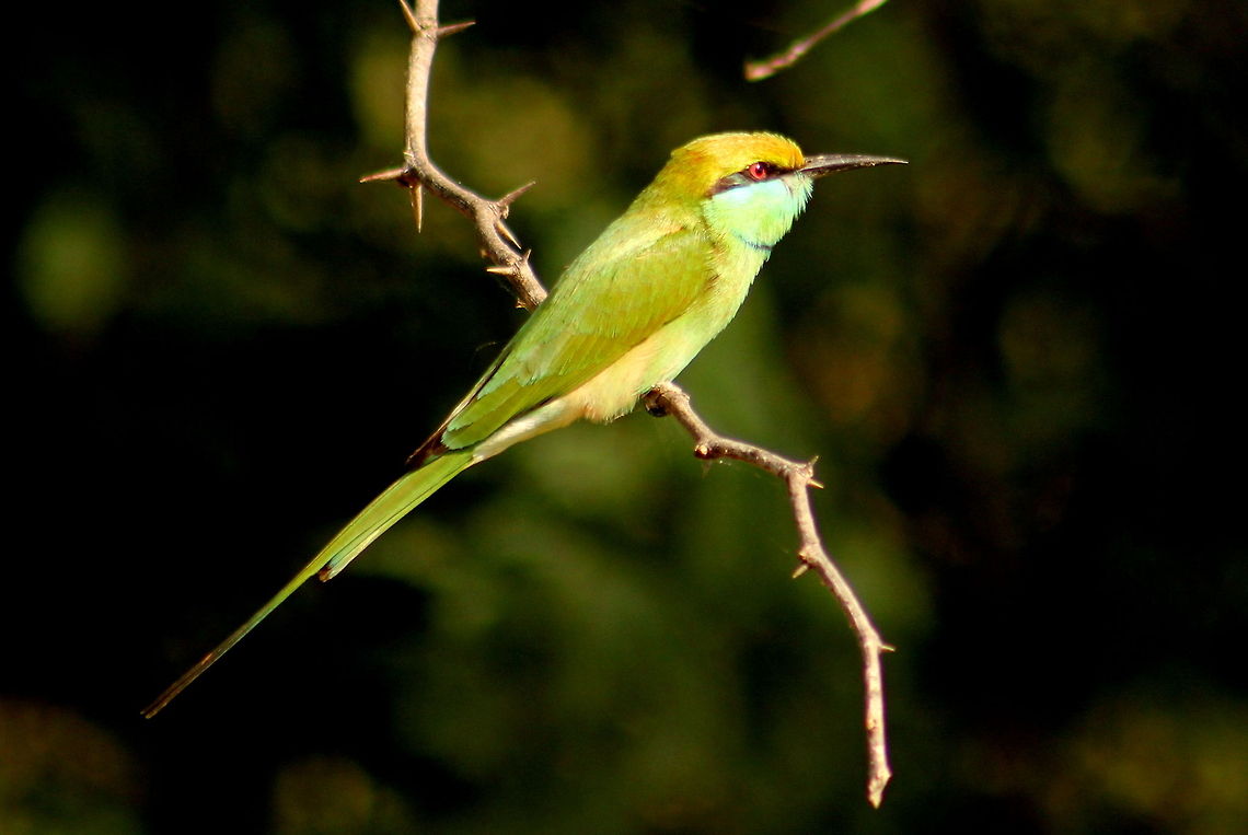 Green Bee-eater  Geotagged,Green Bee-eater,India,Merops orientalis