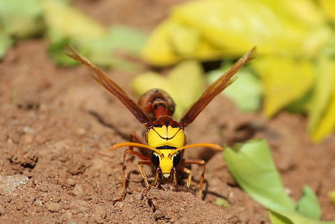 Potter Wasp This Wasp was busy in building its nest with the mud, for the first time I was able to see this wasp spitting its saliva in the mud, making the mud balls and carrying them to the place it was building its mud nest.  Delta pyriforme,Geotagged,India,Potter wasp,Rhynchium oculatum