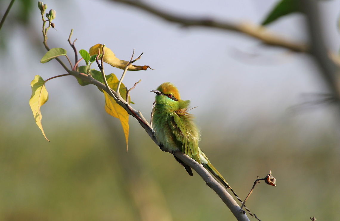 Green Bee eater Cannon 600D<br />
250mm Telescopic Lens Geotagged,Green Bee-eater,India,Little Bee-eater,Merops orientalis,Merops pusillus