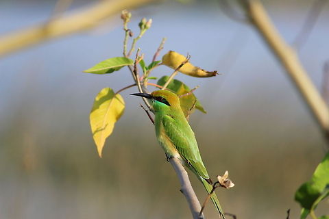 Green Bee eater Cannon EOS 600D
250mm Telescopic Lens Geotagged,Green bee-eater,India,Merops orientalis