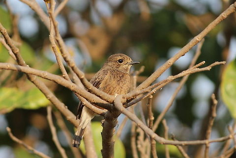 Pied Bush Chat - Female Female of race bicolor, India Geotagged,India,Pied Bush Chat,Saxicola caprata