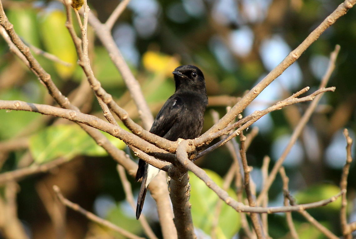 Pied bush chat male  Geotagged,India,Pied Bush Chat,Saxicola caprata