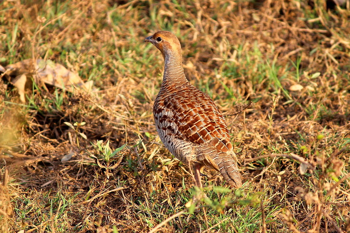 Grey francolin Cannon EOS 600D<br />
250mm Telescopic Lens Francolinus pondicerianus,Geotagged,Grey francolin,India