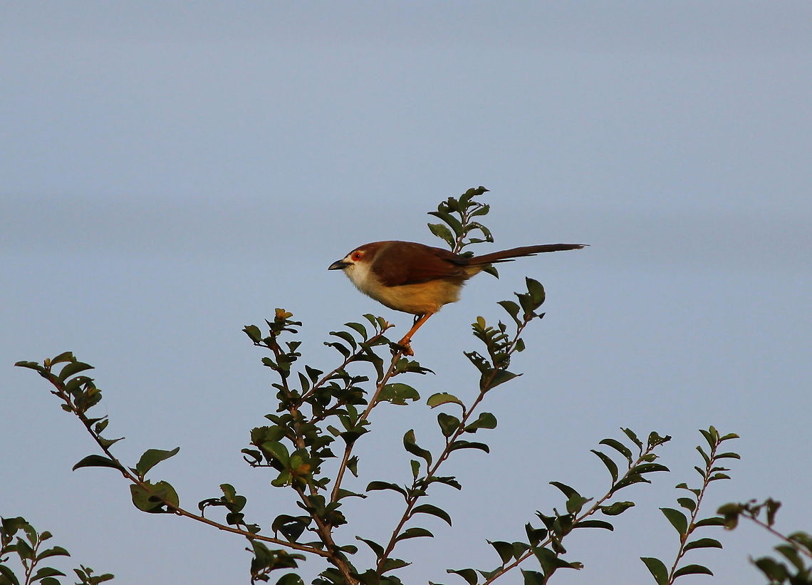 Yellow Eyed Babbler  Chrysomma sinense,Geotagged,India,Yellow-eyed Babbler