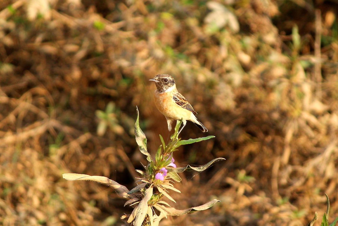Juvenile Siberian stonechat  Geotagged,India,Saxicola maurus,Siberian stonechat