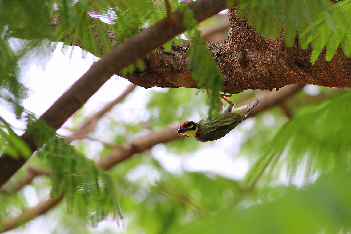 Coppersmith Barbet  Coppersmith Barbet,Geotagged,India,Megalaima haemacephala,Spring