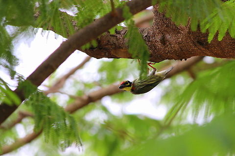 Coppersmith Barbet  Coppersmith Barbet,Geotagged,India,Megalaima haemacephala,Spring