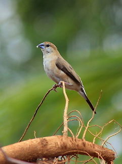 Silver Billed Munia  Geotagged,India,Indian Silverbill,Lonchura malabarica,Spring