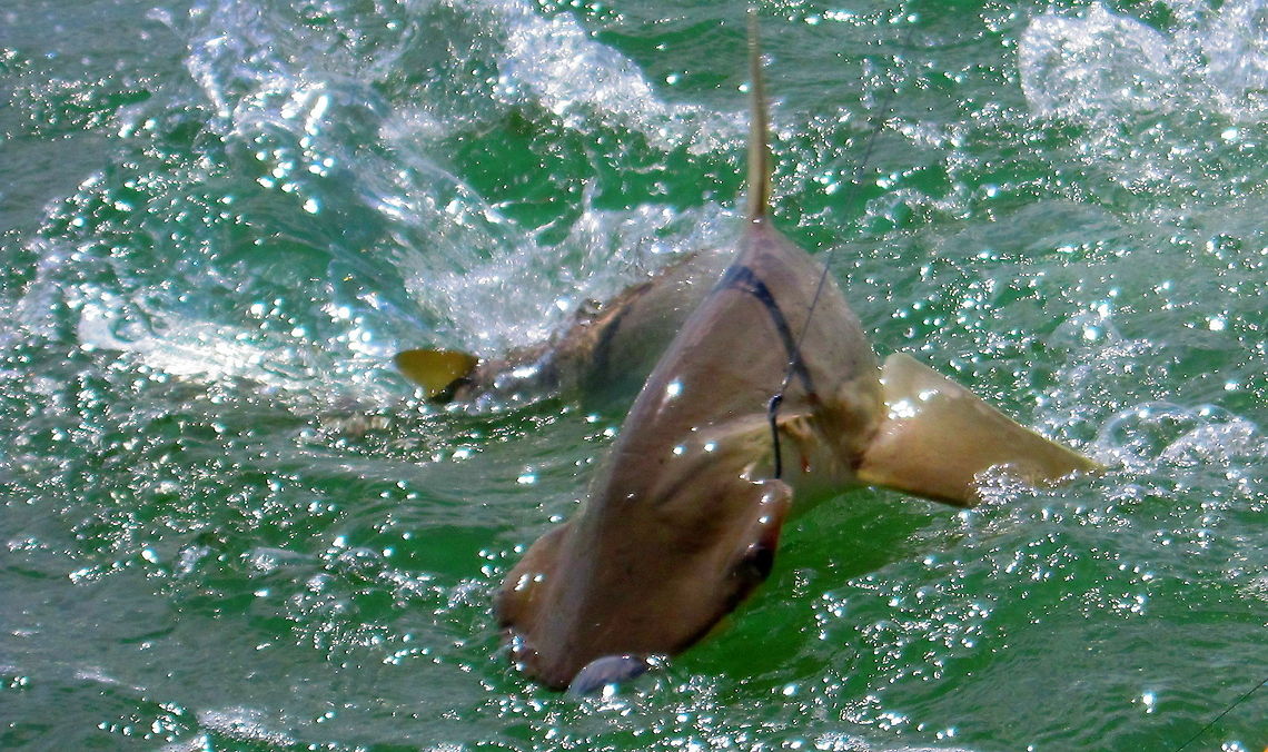 A Desperate Escape  Bonnethead shark,Fish,Florida,Geotagged,Sharks,Sphyrna tiburo,United States,swimming