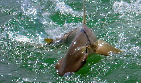 A Desperate Escape  Bonnethead shark,Fish,Florida,Geotagged,Sharks,Sphyrna tiburo,United States,swimming
