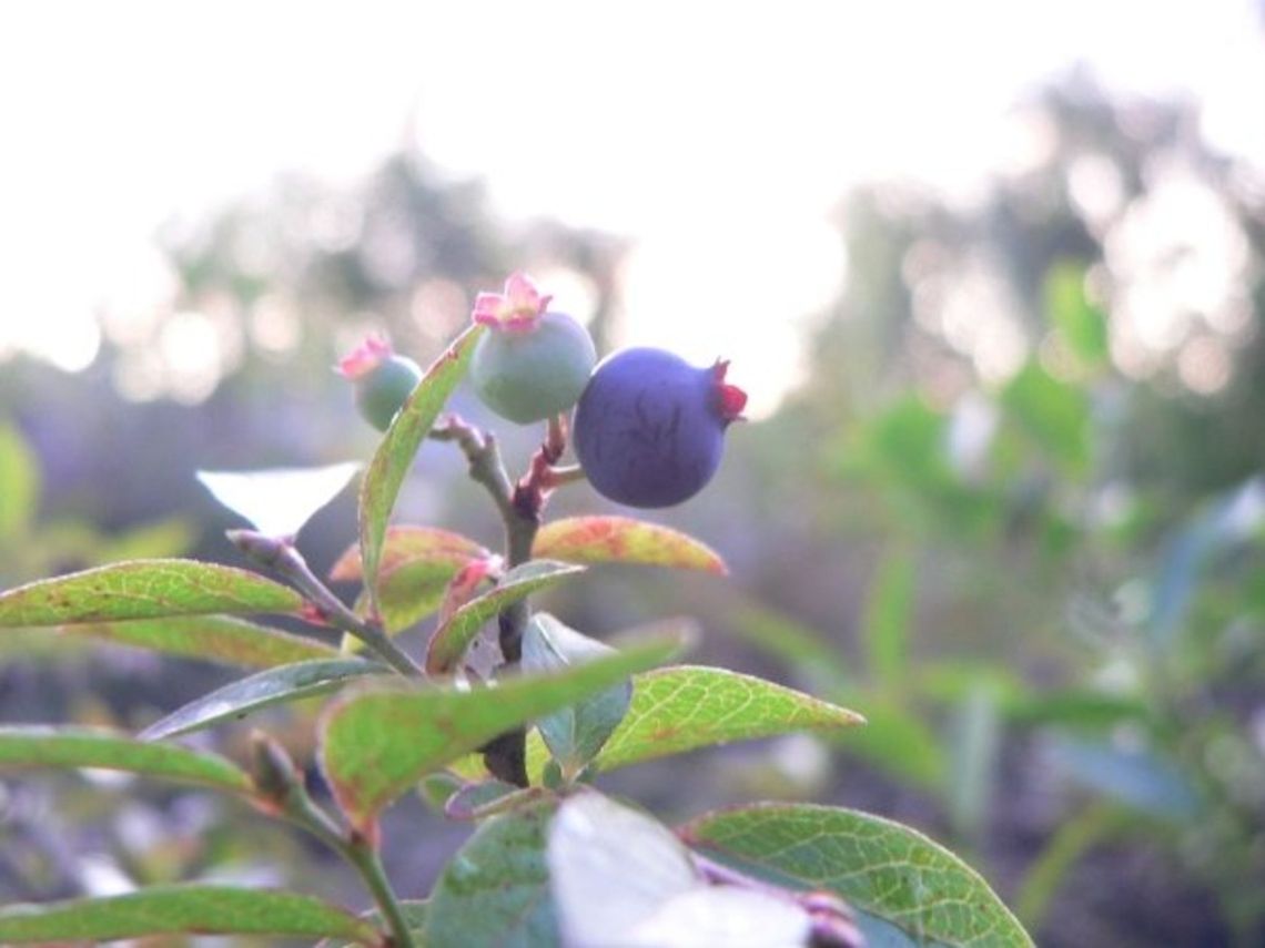 Ripe For the Picking  Canada,Fruit,Geotagged,Lowbush Blueberry,Vaccinium angustifolium,berries,perennial shrub