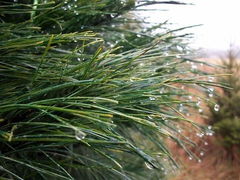 A not-so-white Christmas  Eastern White Pine,Geotagged,Pinus strobus,Pinus strobusEastern White Pine,Tree,United States,pine