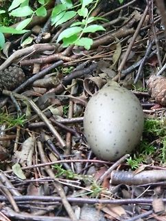 Still Waiting...  Canada,Eggs,Gavia immer,Geotagged,Great Northern Loon,bird