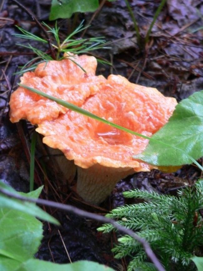 A Splash of Orange  Canada,Fungus,Geotagged,Gomphus floccosus,Orange,mushroom