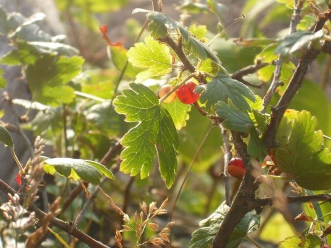 Currantly Edible  Redcurrant,Ribes rubrum,berries,perennial shrub,red