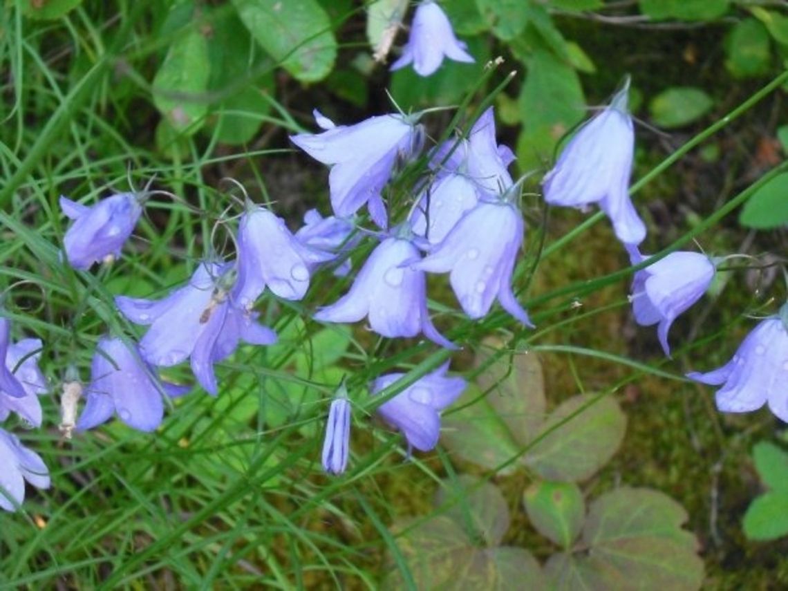 Bluebells  Blue,Bluebells,Campanula rotundifolia,Flowers,Harebell