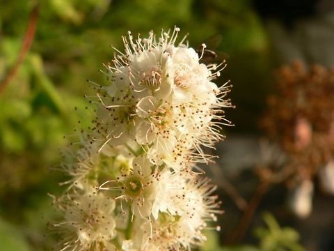 So Sweet  Filipendula ulmaria,Flowers,Meadowsweet,Plants,White