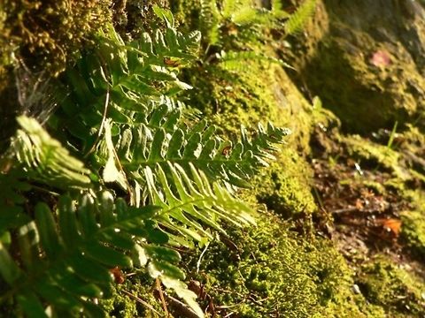 Soaking It All In  Polypodium virginianum,Rock,Rock Polypody,fern,plant