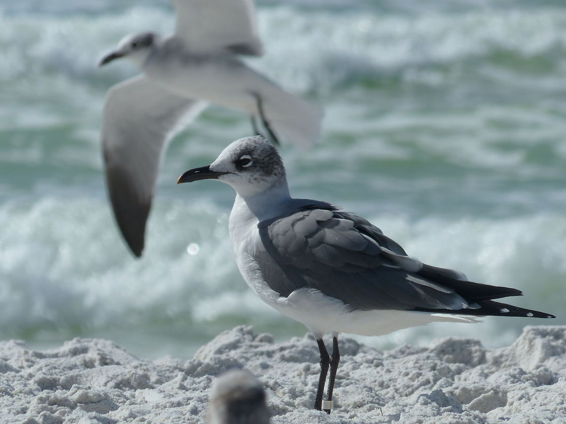 Bradenton Beach Gull This is a common yet beautiful sight along Florida's west coast. Geotagged,Laughing gull,Leucophaeus atricilla,United States