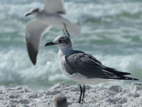 Bradenton Beach Gull This is a common yet beautiful sight along Florida's west coast. Geotagged,Laughing gull,Leucophaeus atricilla,United States