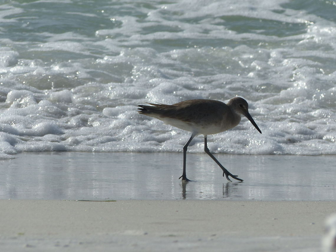 The Pied Piper of Bradenton Beach A common sight on Florida&#039;s West Coast Geotagged,Tringa semipalmata,United States,Willet