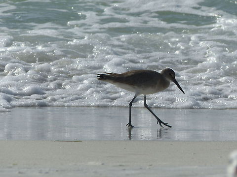 The Pied Piper of Bradenton Beach A common sight on Florida's West Coast Geotagged,Tringa semipalmata,United States,Willet