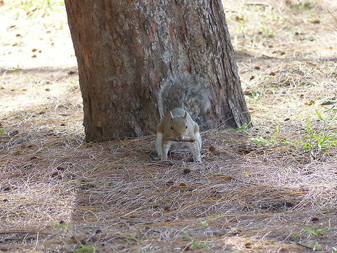 Fetch?? A common Species across the United States Eastern gray squirrel,Geotagged,Sciurus carolinensis,United States