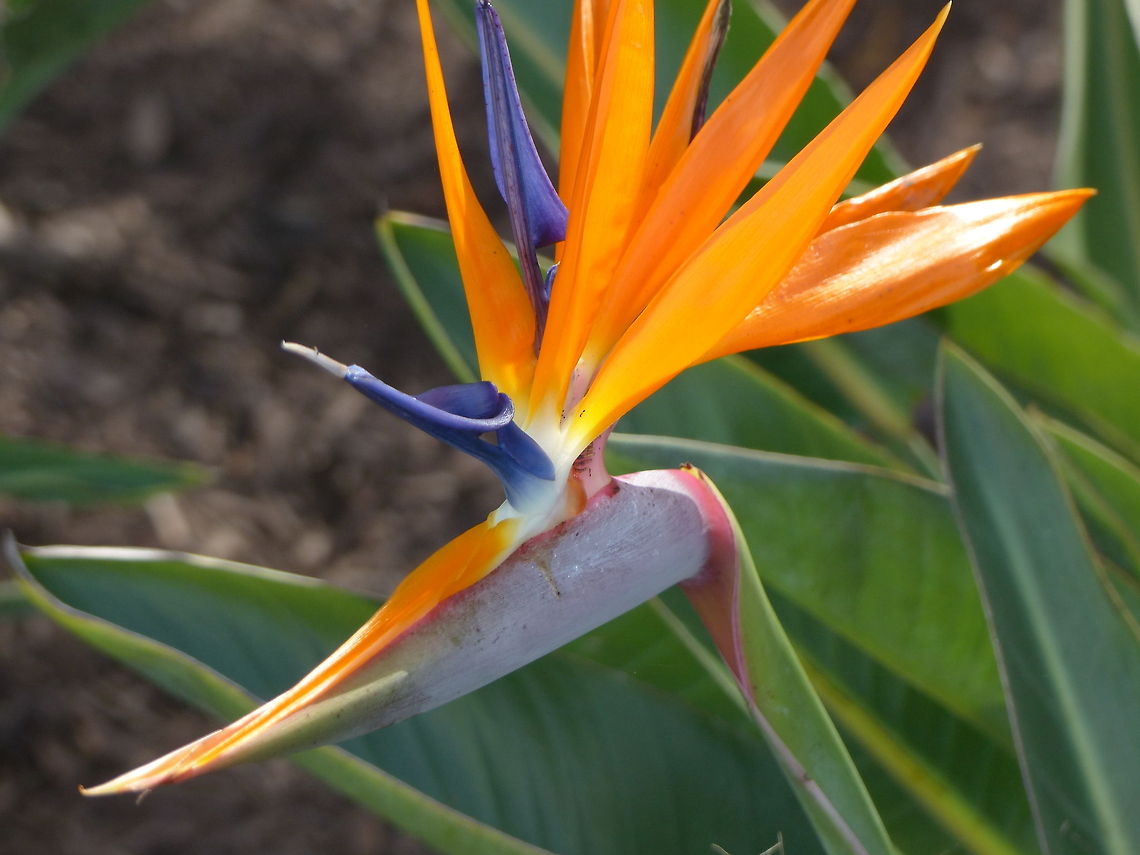 Vibrant The Infamous Bird-of-Paradise Plant Bird of Paradise flower,Geotagged,Strelitzia reginae,United States