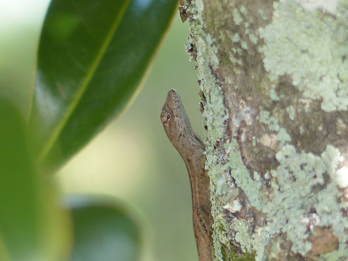 Can you see me? Brown Anole! Anolis sagrei,Brown anole,Geotagged,United States