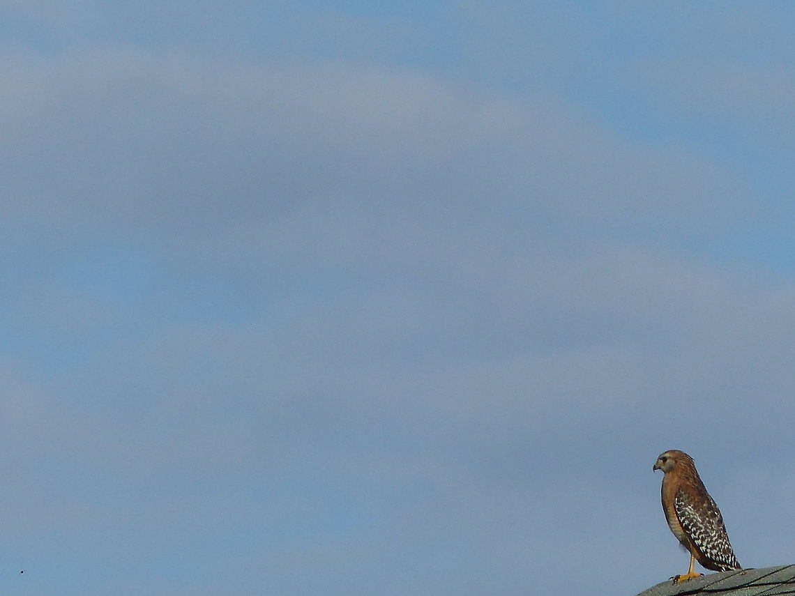 Looking For a Meal. A stoic pose from this Red-Shouldered Hawk in West Florida Buteo lineatus,Geotagged,Red-shouldered Hawk,United States