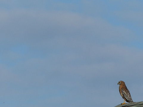 Looking For a Meal. A stoic pose from this Red-Shouldered Hawk in West Florida Buteo lineatus,Geotagged,Red-shouldered Hawk,United States