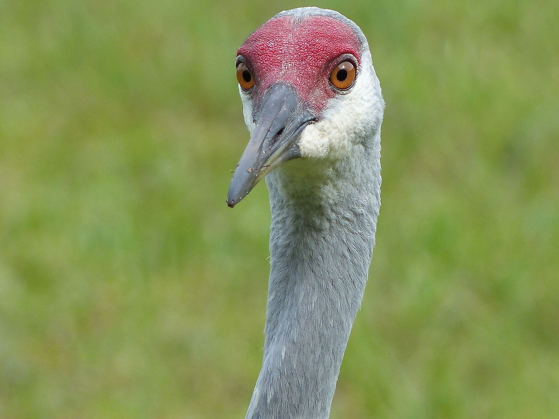 Sandhill in the south A sandhill Crane on vacation until spring thaw. Geotagged,Grus canadensis,Sandhill Crane,United States
