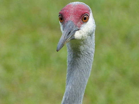 Sandhill in the south A sandhill Crane on vacation until spring thaw. Geotagged,Grus canadensis,Sandhill Crane,United States