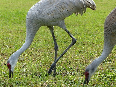 A dinner for two Two grazing Sandhill Cranes. Geotagged,Grus canadensis,Sandhill Crane,United States
