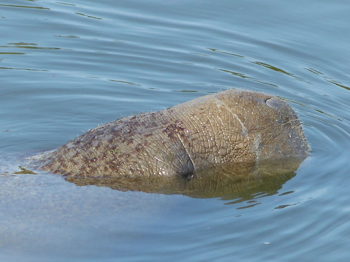 A warm bath for a sea cow. One of many manatees just outside the Manatee Viewing Center near Tampa bay, Fl. Geotagged,Trichechus manatus,United States,West Indian manatee