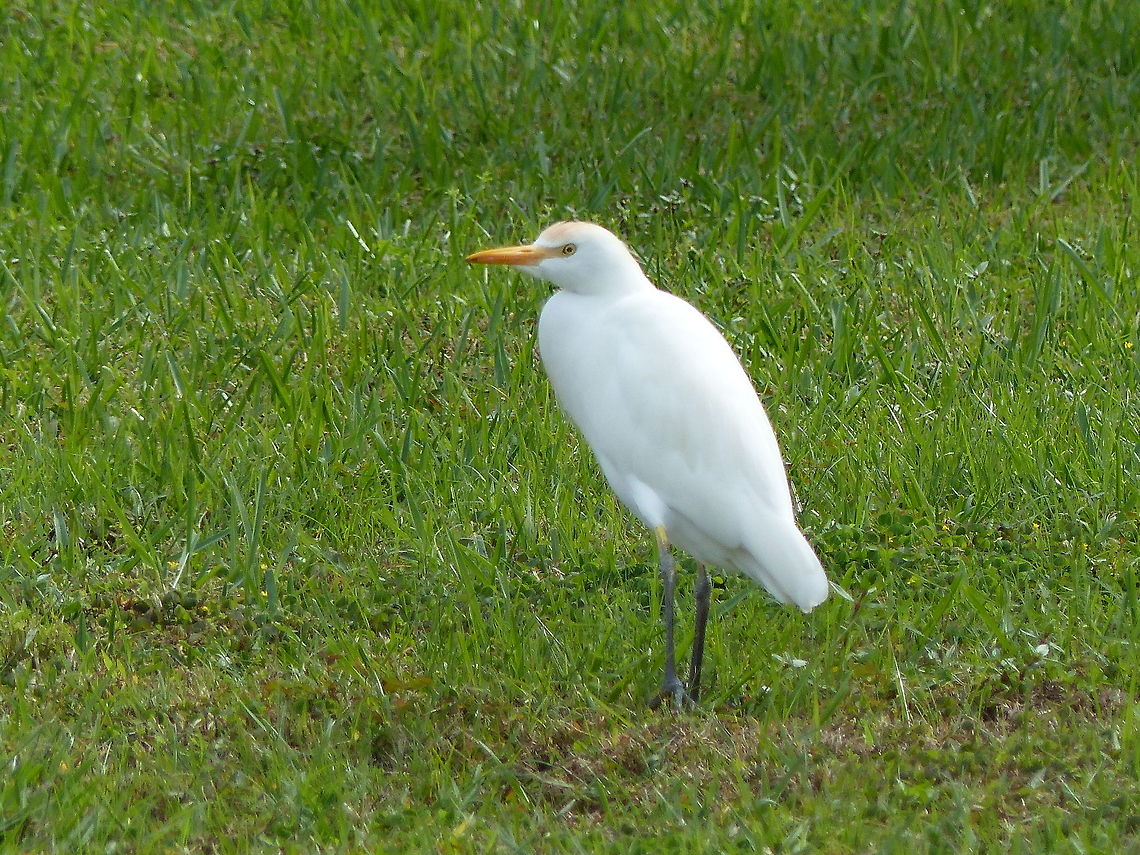 White on Green One lonely bird among the flock, of cattle egret. Bubulcus ibis,Cattle Egret,Geotagged,United States