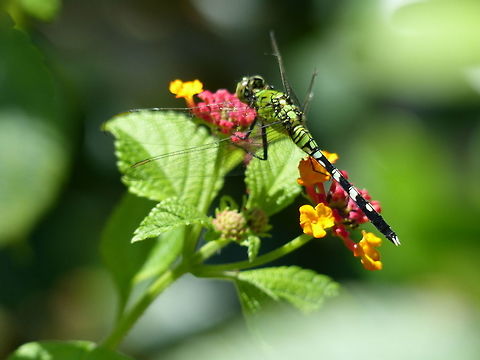 Green Dragon A female Pondhawk. Eastern Pondhawk,Erythemis simplicicollis,Geotagged,Spring,United States,dragonfly,florida,insect,pondhawk