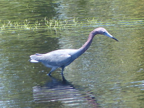 Sickly Egret A reddish Egret fishing in a small drainage pond Egretta rufescens,Florida,Geotagged,Heron,Reddish Egret,Spring,United States,Water Birds,bird,egret