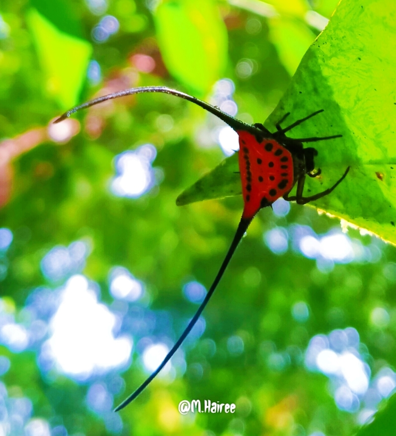 Longhorn Spiny Spider (Macracantha Arcuata) ARANEIDAE Previously know as &quot;Gasteracantha Arcuata&quot;. The exceptionally long median spined on this unmistakable spider curve inward and are two to three times longer then the length of the abdomen. There are several colour morphs including black, yellow, orange and more frequently encounter white and red. The egg sac is covered with golden silk strands laced with dark greenish swathes (inset).<br />
<br />
Length: ♀️7-10mm, ♂️unknown.<br />
Habitat: In the shadier fringes of secondary and primary forest.<br />
Distribution: Widespread, including Malaysia (Sabah, Sarawak, Johor, Selangor), Indonesia (Sumatra, Java, Maluku), Brunei, Singapore, Thailand, Laos, Myanmar, the Philippines, parts of China and South Asia (southern India). Geotagged,Long-horned Orbweaver,Macracantha arcuata,Malaysia,Spiny Spider,Winter