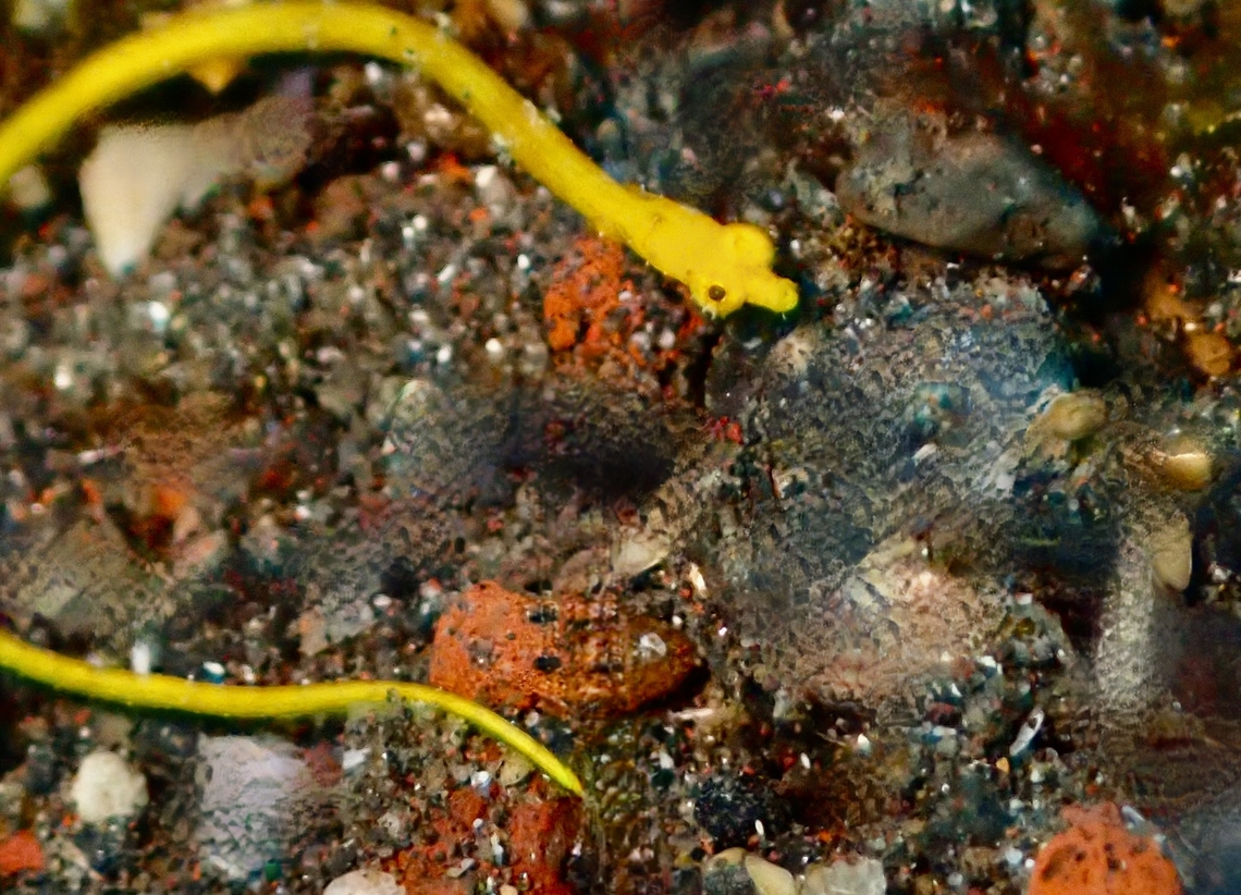 Halicampus brocki Tulamben, Bali, Indonesia  1 April 2023 Halicampus brocki,Macro,Tasselled pipefish,Tulamben Bali Indonesia