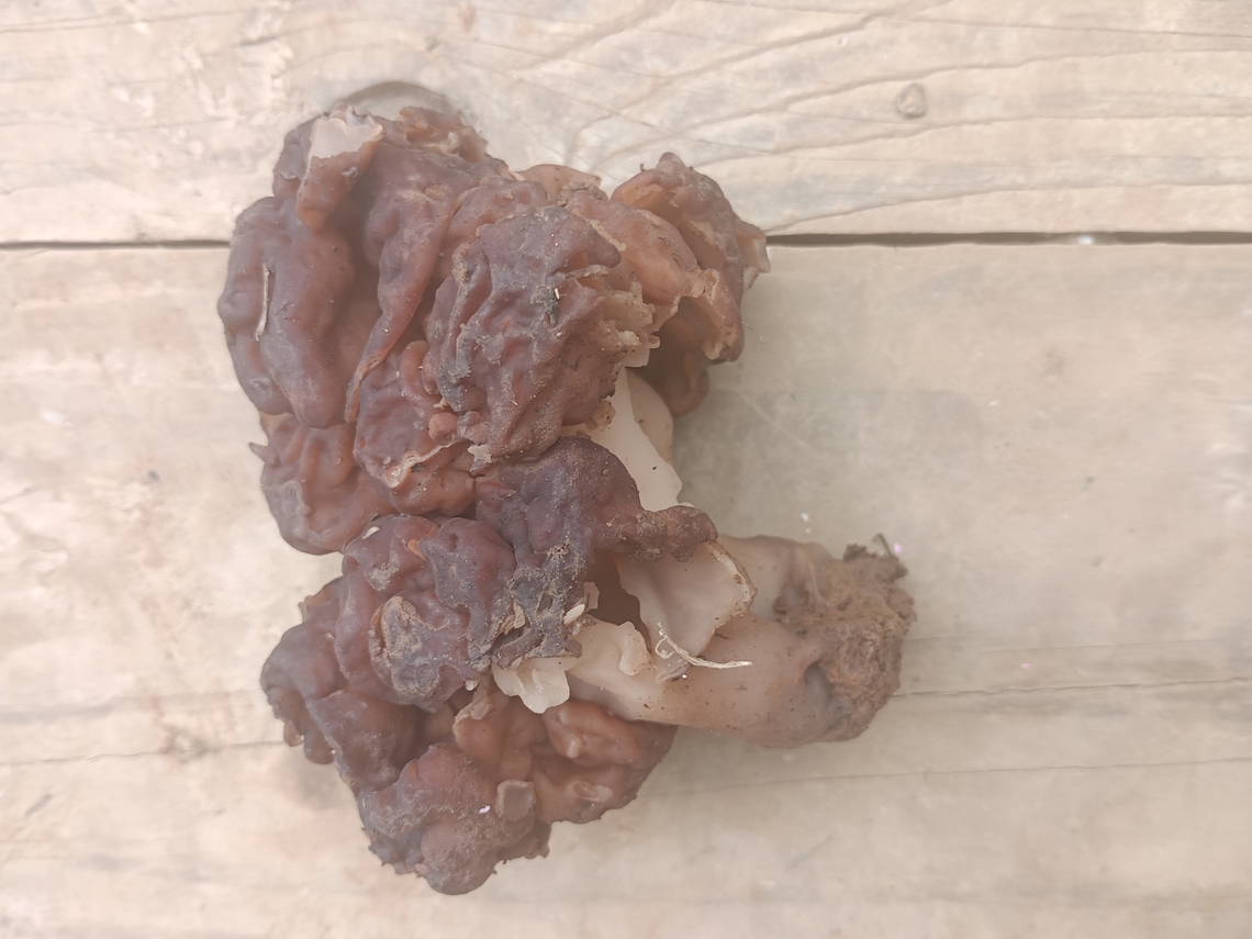 False Morel  False Morel,Geotagged,Gyromitra esculenta,Spring,United States