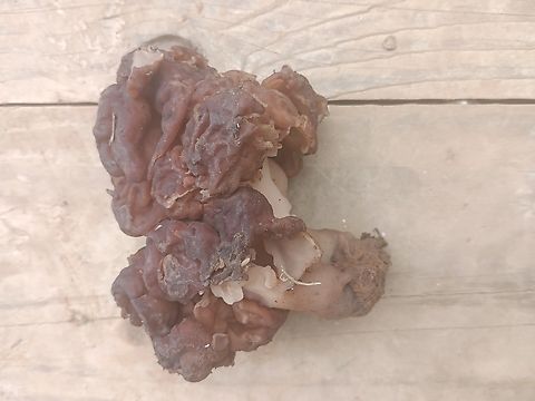 False Morel  False Morel,Geotagged,Gyromitra esculenta,Spring,United States