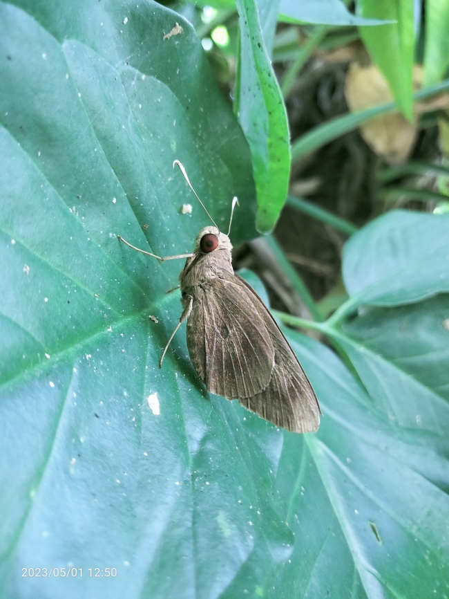 Moth other types of butterflies, very unique and live far from humans, are very difficult to find Geotagged,Limacus flavus,Limaeus,Spring,butterflies looking for food