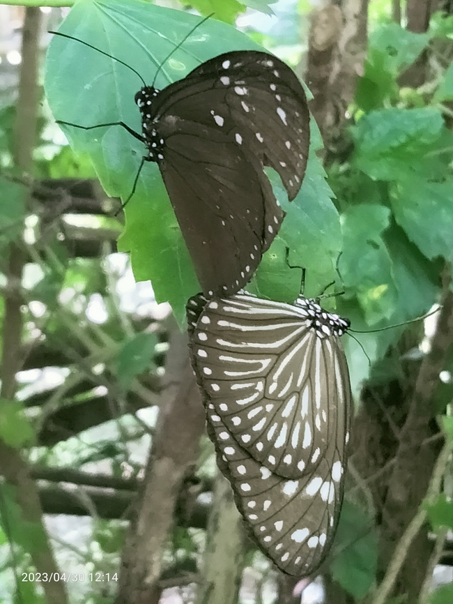 Euploea mulciber Butterflies in the breeding season, sometimes run away from anyone who approaches Euploea mulciber,Geotagged,Mating butterflies,Spring,Striped Blue Crow