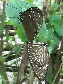 Euploea mulciber Butterflies in the breeding season, sometimes run away from anyone who approaches Euploea mulciber,Geotagged,Mating butterflies,Spring,Striped Blue Crow