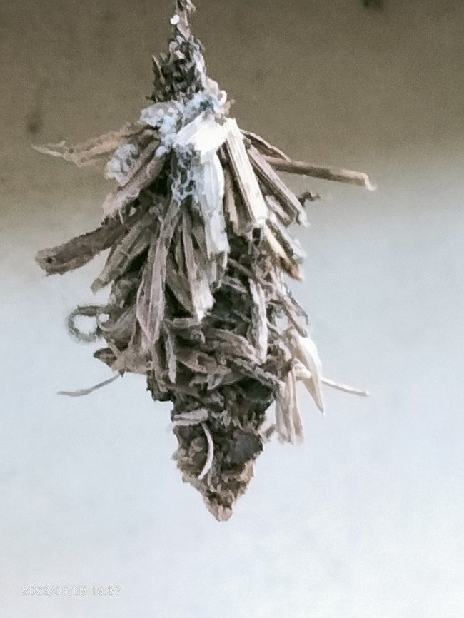 Bagworm I don&#039;t know what and what kind, it&#039;s just beautiful to take pictures of Geotagged,Spring