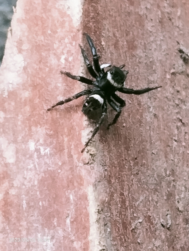 mini spiderI MG20230505164401 do not know the type and name, unique and interesting to take a photo Geotagged,Hasarius adansoni,Hasarius adansonu,Mini,Spring