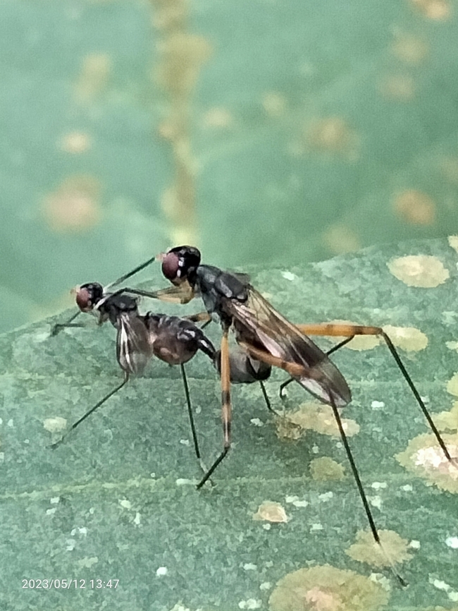 Stilt-legged flies in the family Micropezidae Ants are mating to add to the colony and reproduce, ants have wings and can fly, types including insect ants hoxoexapods