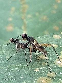 Stilt-legged flies in the family Micropezidae Ants are mating to add to the colony and reproduce, ants have wings and can fly, types including insect ants hoxoexapods